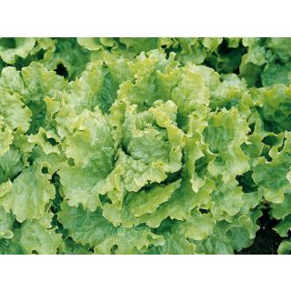 Compra LECHUGA VANITY Pildorada (10.000 Semillas) en la tienda online Fito Agrícola