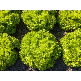 Compra LECHUGA VILI Pildorada (10.000 Semillas) en la tienda online Fito Agrícola