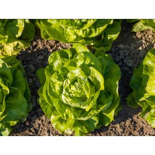 Compra LECHUGA VITRINE Pildorada (10.000 Semillas) en la tienda online Fito Agrícola
