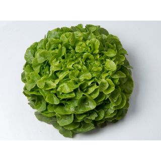 Compra LECHUGA VIZIR Pildorada (10.000 Semillas) en la tienda online Fito Agrícola