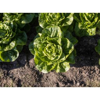 Compra LECHUGA XAROMA Pildorada (10.000 Semillas) en la tienda online Fito Agrícola