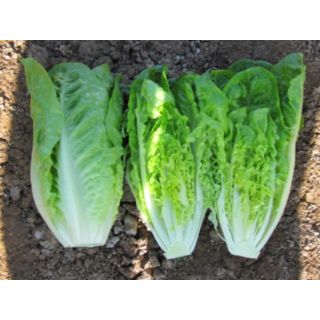 Compra LECHUGA XAVIRA Pildorada (10.000 Semillas) en la tienda online Fito Agrícola