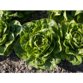 Compra LECHUGA XIMENES Pildorada (10.000 Semillas) en la tienda online Fito Agrícola