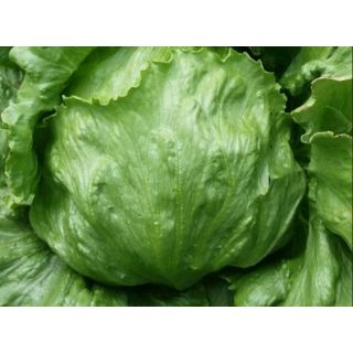 Compra LECHUGA YECLA Pildorada (10.000 Semillas) en la tienda online Fito Agrícola