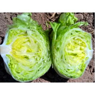 Compra LECHUGA ZIGOR Pildorada (10.000 Semillas) en la tienda online Fito Agrícola