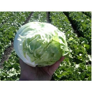 Compra LECHUGA ZULOAGA Pildorada (10.000 Semillas) en la tienda online Fito Agrícola