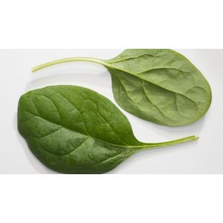 Compra ESPINACA MINKAR F1 BABY LEAF (1.000.000 Semillas) en la tienda online Fito Agrícola