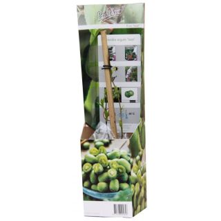 Compra KIWI ARGUTA ISSAI (1 Unid.). en la tienda online Fito Agrícola