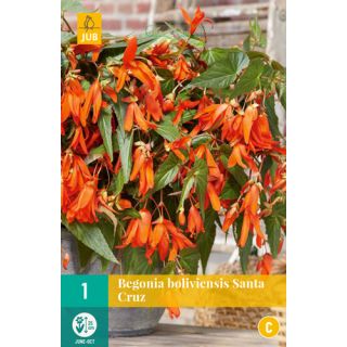 Compra BEGONIA BOLIVIENSIS SANTA CRUZ en la tienda online Fito Agrícola
