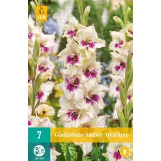 Compra GLADIOLO AMBER MISTIQUE en la tienda online Fito Agrícola