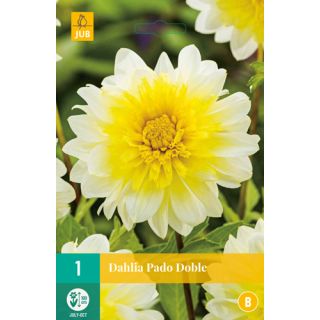 Compra DALIA PASO DOBLE en la tienda online Fito Agrícola