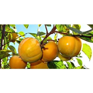 Compra KAKI HANNA FUYU en la tienda online Fito Agrícola