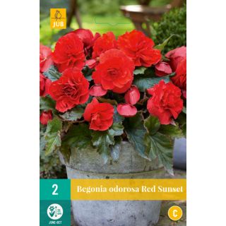 Compra BEGONIA CASCADE ODOROSA RED SUNSET en la tienda online Fito Agrícola