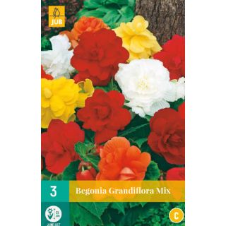 Compra BEGONIA GRANDIFLORA MIX en la tienda online Fito Agrícola