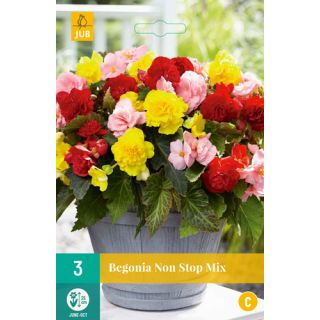 Compra BEGONIA NON-STOP MIX en la tienda online Fito Agrícola