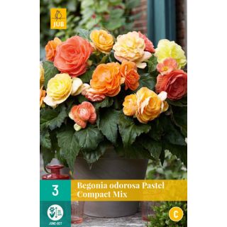 Compra BEGONIA PASTEL COMPACTA MIX en la tienda online Fito Agrícola