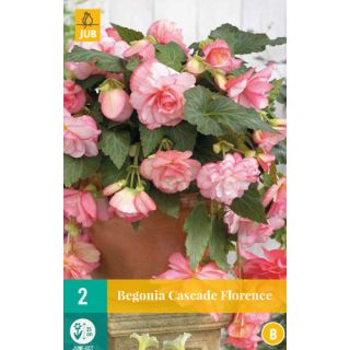 Compra BEGONIA CASCADE FLORENCE en la tienda online Fito Agrícola