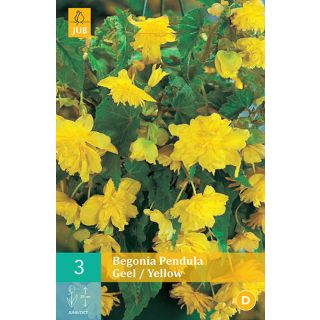 Compra BEGONIA PENDULA YELLOW en la tienda online Fito Agrícola