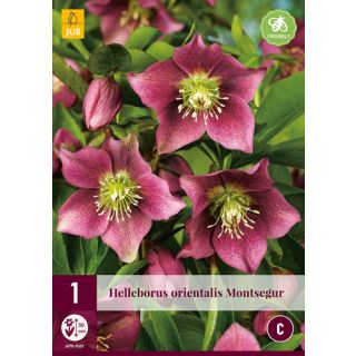 Compra HELLEBORUS ORIENTALIS MONTSEGUR en la tienda online Fito Agrícola