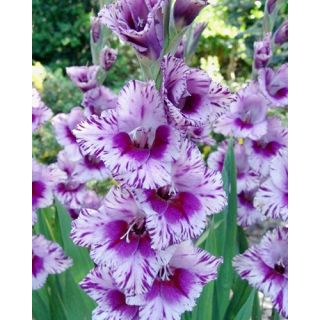 Compra GLADIOLO PASSOS (100 Unid.). en la tienda online Fito Agrícola