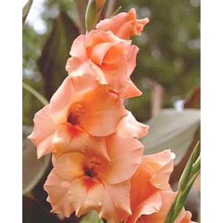 Compra GLADIOLO PETER PEARS (100 Unid.). en la tienda online Fito Agrícola