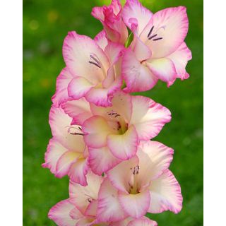 Compra GLADIOLO PRISCILLA (100 Unid.). en la tienda online Fito Agrícola