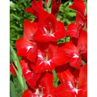 Compra GLADIOLO TRADERHORN (100 Unid.). en la tienda online Fito Agrícola