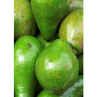 Compra AGUACATE BACON en la tienda online Fito Agrícola