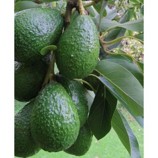 Compra AGUACATE HASS en la tienda online Fito Agrícola
