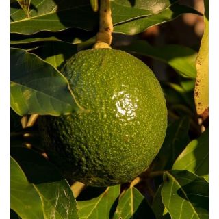 Compra AGUACATE REED en la tienda online Fito Agrícola