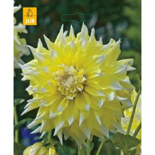 Compra DALIA GRAND PRIX (10 Unid.). en la tienda online Fito Agrícola