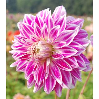 Compra DALIA BRISTOL STRIPE (10 Unid.). en la tienda online Fito Agrícola