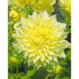 Compra DALIA KELVIN FLOODLIGHT (10 Unid.). en la tienda online Fito Agrícola