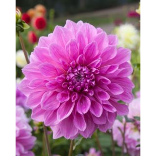 Compra DALIA LAVENDER PERFECTION (10 Unid.). en la tienda online Fito Agrícola