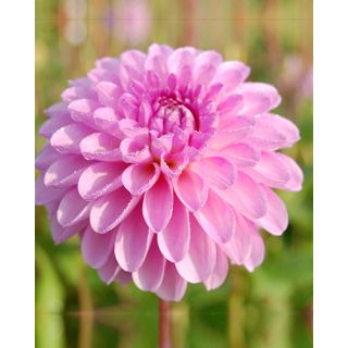 Compra DALIA STOLZE VON BERLIN (10 Unid.). en la tienda online Fito Agrícola