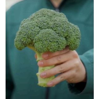 Compra BRÓCOLI TRAJANO F1 Peliculado (10.000 Semillas). en la tienda online Fito Agrícola