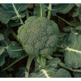 Compra BRÓCOLI PRINCIPE F1 Peliculado (10.000 Semillas). en la tienda online Fito Agrícola