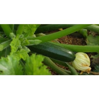 Compra CALABACÍN PIETRA F1 (1.000 Semillas) en la tienda online Fito Agrícola