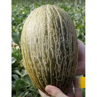 Compra MELÓN VALDEMAR F1 (1000 Semillas). en la tienda online Fito Agrícola