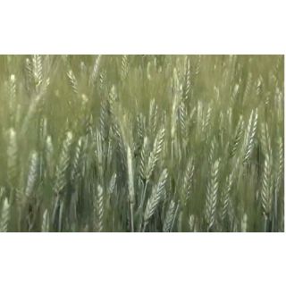 Compra TRITICALE TALAVERA R1 (25 Kgr.). en la tienda online Fito Agrícola