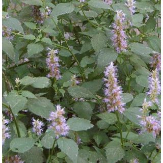 Compra MENTA COREANA ECOLÓGICA ME11 en la tienda online Fito Agrícola