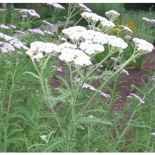 Compra AQUILEA ECOLÓGICA ME11 en la tienda online Fito Agrícola