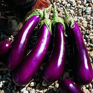 Compra BERENJENA GASCONA F1 (1.000 Semillas) en la tienda online Fito Agrícola