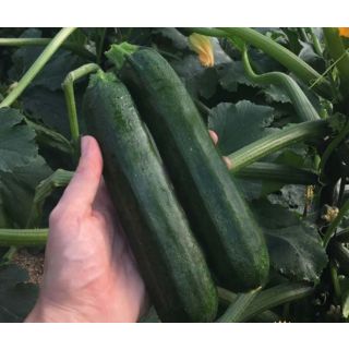 Compra CALABACÍN CENTAURO F1 (1.000 Semillas) en la tienda online Fito Agrícola