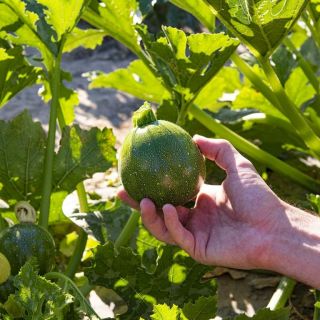 Compra CALABACÍN JUPITER F1 BIO (1.000 Semillas) en la tienda online Fito Agrícola