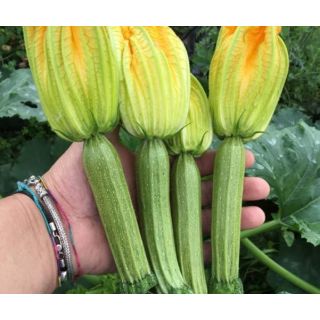 Compra CALABACÍN STRIKE F1 (1.000 Semillas) en la tienda online Fito Agrícola