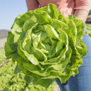 Compra LECHUGA DAIKIRY Pildorada (5.000 Semillas) en la tienda online Fito Agrícola