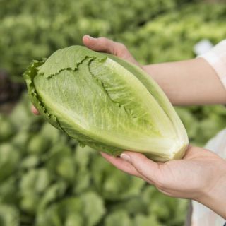 Compra LECHUGA DULCITA Pildorada (5.000 Semillas) en la tienda online Fito Agrícola