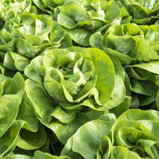 Compra LECHUGA ETINCEL Pildorada (5.000 Semillas) en la tienda online Fito Agrícola