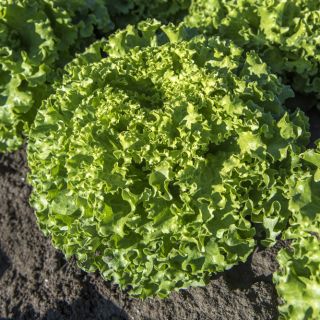 Compra LECHUGA GODZILLA Pildorada (5.000 Semillas) en la tienda online Fito Agrícola
